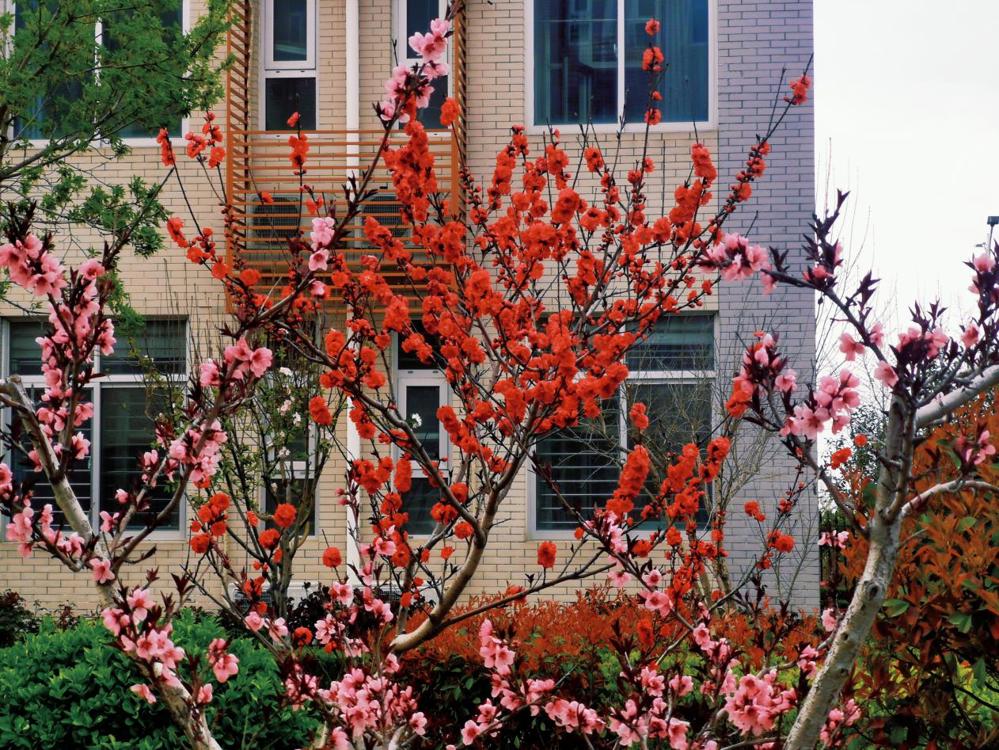 2024级12班孟令杰-繁花映楼