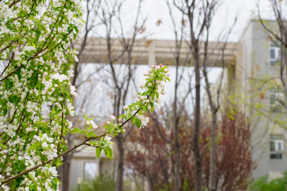 2024级1班牛沐然-棠前覆春檐