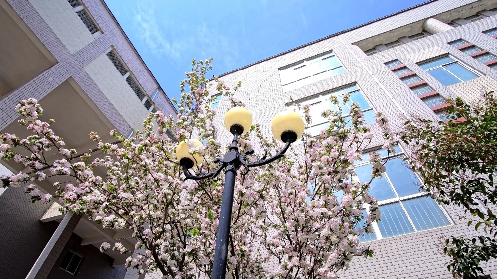 2024级12班徐梓莹-校园春信