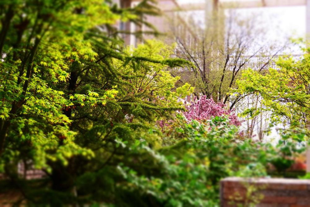 高二10班刘祎诺 春意盎然