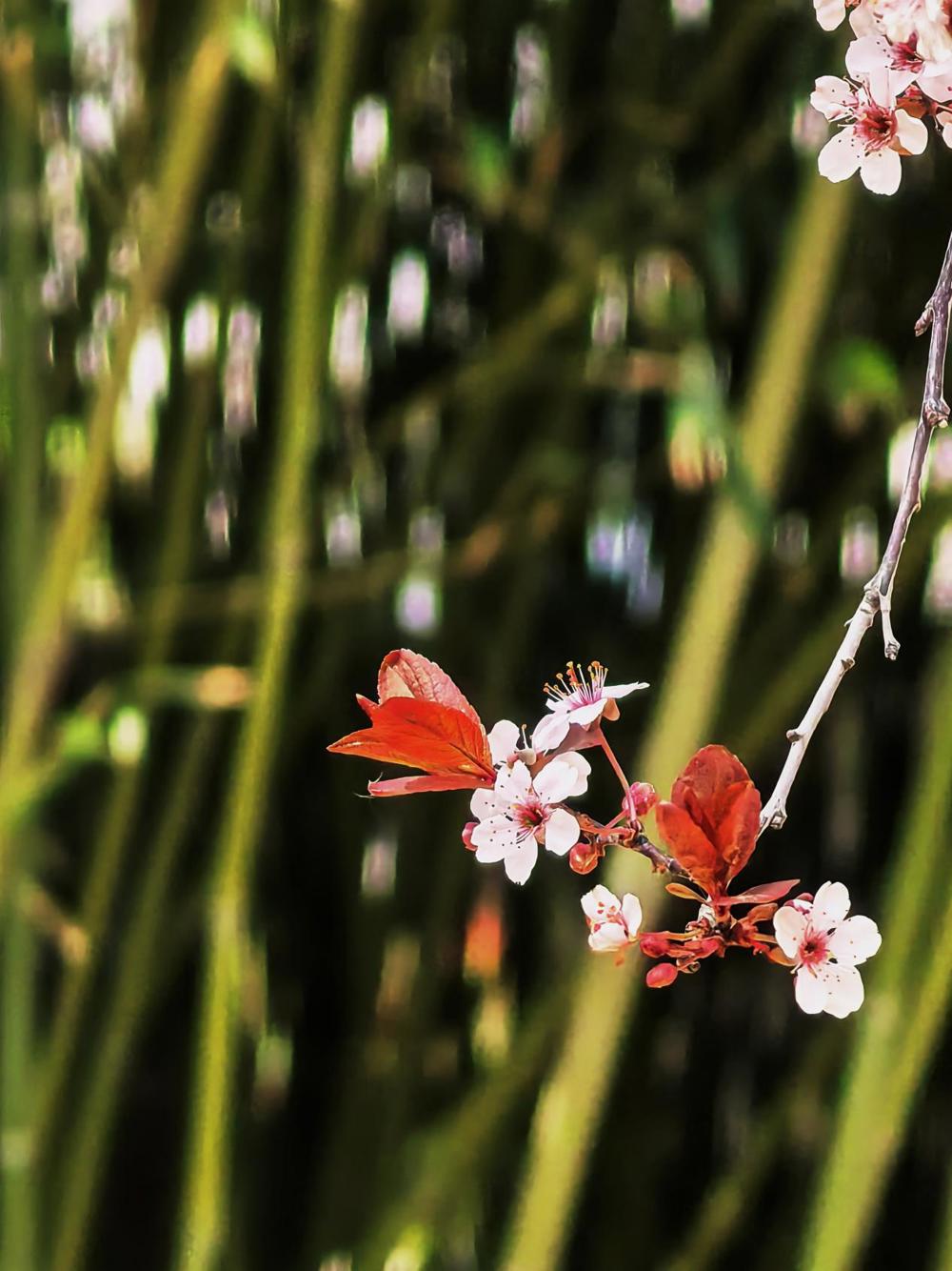25级22班 马雨萱 探春