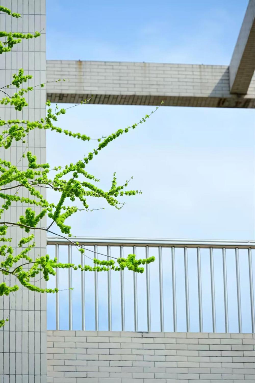 2024级10班王书岩-路过教学楼的春天